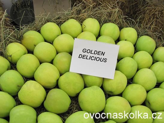 jabloň Golden Delicious vyšší tvar 