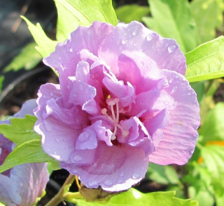 Hibiscus syriacus