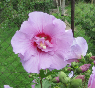 Hibiscus syriacus