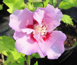 Hibiscus syriacus