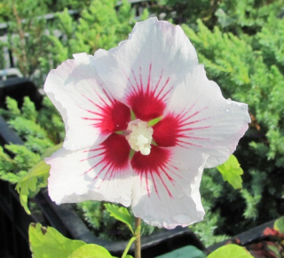 Hibiscus syriacus