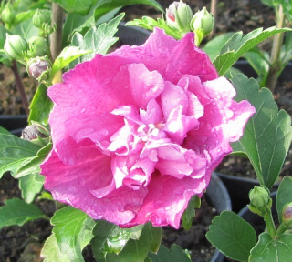 Hibiscus syriacus