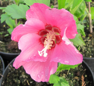 Hibiscus syriacus