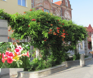 Campsis radicans