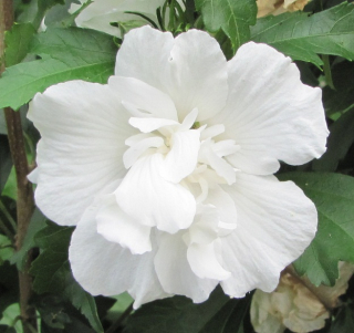 Hibiscus syriacus